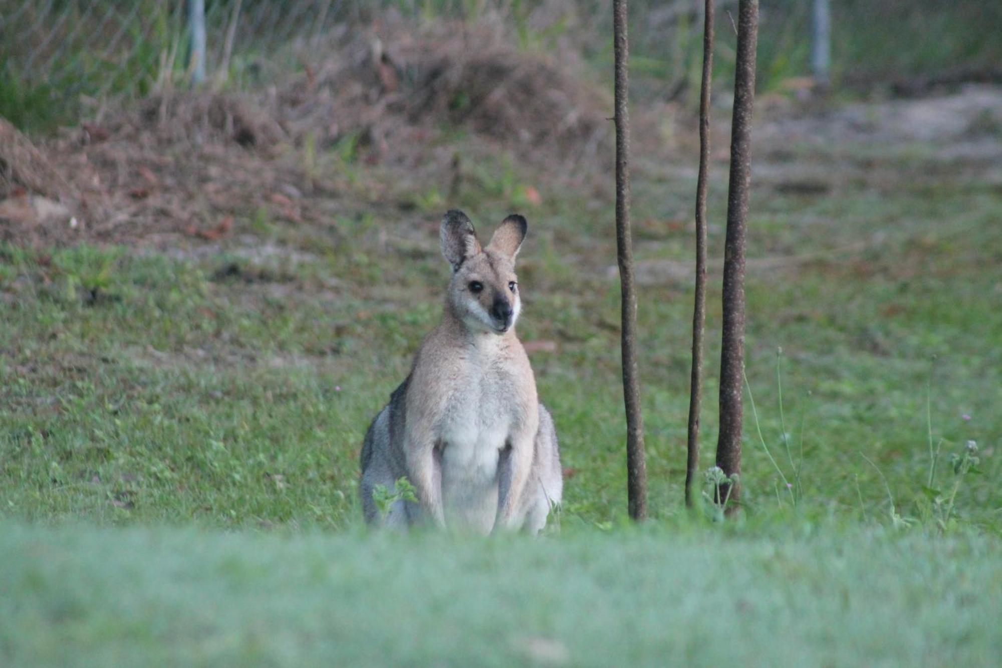 The Woodlands Hideaway - Premium Acreage Guesthouse Browns Plains Eksteriør bilde